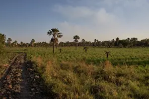 Palm Tree Prints: Grassland and palm tree habitat typical of the Gran Chaco