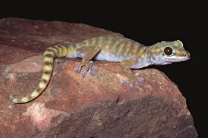 Lizards Prints: Gravid female Giant cave gecko {Pseudothecadactylus lindneri lindneri} NT, Australia