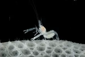 Images Dated 9th December 2011: Gravid female Glass / Ghost shrimp on Glass sponge (Hexactinellida) from coral seamount
