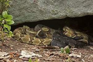 Images Dated 17th May 2022: Gravid female Timber rattlesnakes (Crotalus horridus) basking to bring young to term