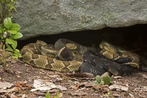Gravid female Timber rattlesnakes (Crotalus horridus) basking to bring young to term, Pennsylvania, USA Gravid female Timber rattlesnakes (Crotalus horridus) basking to bring young to term, Pennsylvania, USA