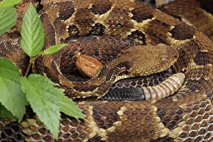 Shape Prints: Gravid Timber rattlesnake (Crotalus horridus) female curled up with Gravid Northern copperhead (Agkistrodon contortrix)