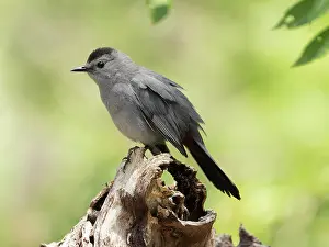 Thrasher Prints: Gray catbird (Dumetella carolinensis) perched on branch