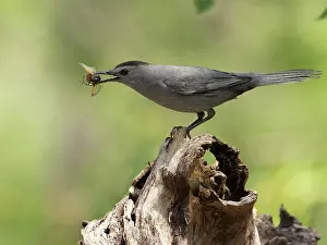 Holding In Mouth Prints: Gray catbird (Dumetella carolinensis) perched on branch feeding on Cicada prey