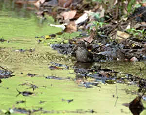 Uttarakhand Prints: Gray winged blackbird (Turdus boulboul) female
