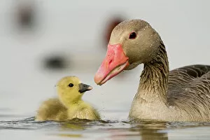 Baby Animals Collection: Graylag gosling (Anser anser) with parent, Lake Csaj, Kiskunsagi National Park, Pusztaszer
