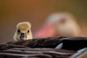 Baby Animals Collection: Graylag gosling (Anser anser) resting under parent's wing, Kiskunsagi National Park, Pusztaszer