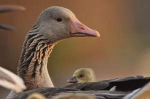 High1314 Prints: Graylag gosling (Anser anser) resting under parents wing, Pusztaszer, Hungary