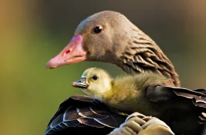 True Goose Prints: Graylag gosling (Anser anser) resting under parent's wing