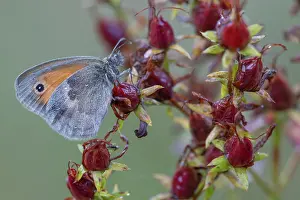 Fourfooted Butterfly Prints: Grayling butterfly (Coenonympha pamphilus) resting on St
