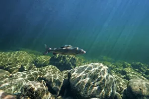 Osteichthyes Collection: Grayling (Thymallus) migrating to spawning in the Temnik River, Lake Baikal, Baikalsky Reserve