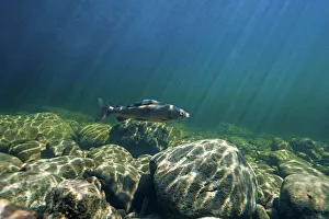 Negative Space Prints: Grayling (Thymallus) migrating to spawning in the Temnik River
