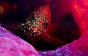 Homes Prints: Graysby fish (Cephalopholis cruentata) a type of grouper, hiding in a sponge off Eleuthera
