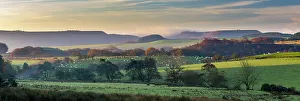 Yorkshire Prints: Grazing sheep and rural landscape in early morning light