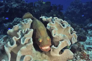 2019 December Highlights Prints: Greasy grouper (Epinephelus tauvina) sheltering in Mushroom leather coral (Sarcophyton sp)