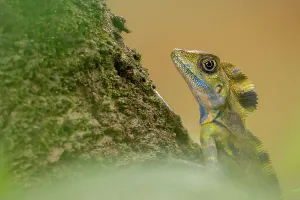 Agamidae Gallery: Great anglehead lizard (Gonocephalus grandis) resting on tree trunk, Mulu, Sarawak, Malaysia