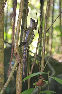 Thailand Prints: Great anglehead lizard (Gonocephalus grandis) male, Tioman Island, Malaysia