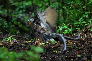 Blurred Movement Prints: Great argus (Argusianus argus) male