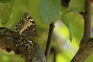 Fourfooted Butterfly Prints: Great banded grayling butterfly (Brintesia circe) resting on a branch