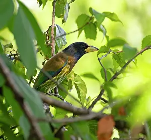 Ramphastidae Prints: Great barbet (Psilopogon virens) perched on branch, Munsiyari, Uttarakhand, India