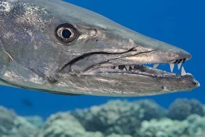 2019 March Highlights Collection: Great barracuda (Sphyraena barracuda) with three parasitic Copepods at end of upper jaw