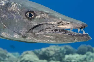 Miispecies Prints: Great barracuda (Sphyraena barracuda) with three parasitic Copepods at end of upper jaw