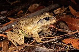 New South Wales Prints: Great barred frog (Mixophyes fasciolatus) portrait, Gosford, New South Wales, Australia