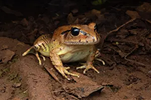 Myobatrachidae Prints: Great barred frog (Mixophyes fasciolatus) resting In forest leaf litter