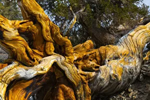 Ancient Gallery: Great Basin Bristlecone Pine (Pinus longaeva) fallen ancient tree, White Mountains