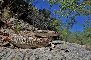 Southwest Usa Prints: Great Basin gophersnake (Pituophis catenifer deserticola) coiled up on rocks