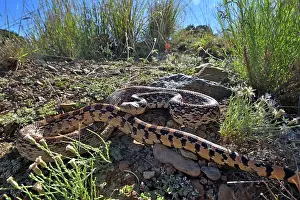 Southwest Usa Prints: Great Basin gophersnake (Pituophis catenifer deserticola) resting