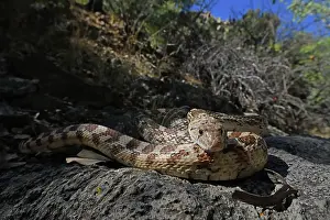 Colubridae Prints: Great Basin gophersnake (Pituophis catenifer deserticola) resting in the shade