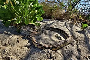 Southwest Usa Prints: Great Basin gophersnake (Pituophis catenifer deserticola) resting in the shade