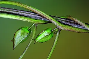 Climbers Prints: Great bindweed (Calystegia silvatica) stems and buds climbing up reed stalk