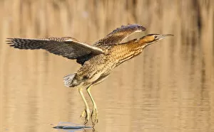 Images Dated 30th January 2021: Great bittern (Botaurus stellaris) in flight over water with feet dragging through it