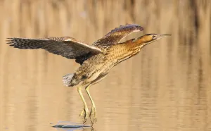 London Prints: Great bittern (Botaurus stellaris) in flight over water with feet dragging through it