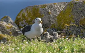 Seagulls Prints: Great black-backed gull (Larus marinus) with chicks on cliff top