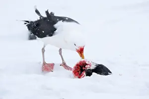Norway Prints: Great black-backed gull (Larus marinus) feeding on Common guillemot (Uria aalge) prey