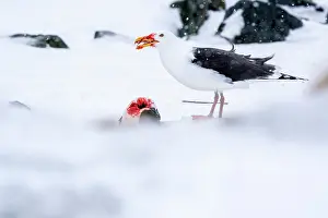 Norway Prints: Great black-backed gull (Larus marinus) feeding on Common guillemot (Uria aalge) prey