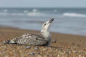 Seagulls Prints: Great black-backed gull (Larus marinus) juvenile