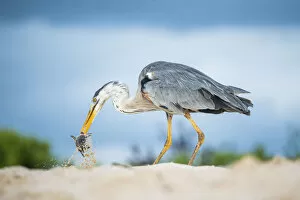 Images Dated 16th June 2020: Great blue heron (Ardea herodias) with hatchling sea turtle prey, Las Bachas