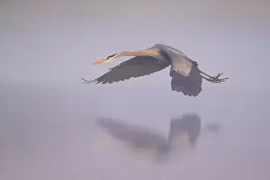 Great blue heron (Ardea herodias) flying over foggy river at sunrise. Myakka River State Park, Florida, USA