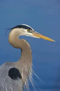 Great blue heron (Ardea herodias) in breeding plumage, head and shoulders showing plumes on crown