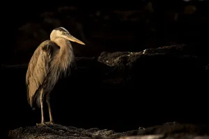 Great blue heron (Ardea herodias cognata) standing on rock, Fernandina Island, Galapagos Great blue heron (Ardea herodias cognata) standing on rock, Fernandina Island, Galapagos