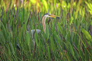 Typical Heron Prints: Great blue heron (Ardea herodias) feeding on Florida softshell turtle (Apalone ferox) prey