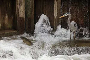 Typical Heron Prints: Great blue heron (Ardea herodias) fishing at canal lock, Maryland, USA. April