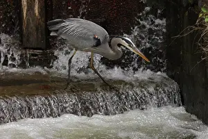 Typical Heron Prints: Great blue heron (Ardea herodias) fishing at canal lock, Maryland, USA. April