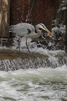 Typical Heron Prints: Great blue heron (Ardea herodias) fishing at canal lock, Maryland, USA. April