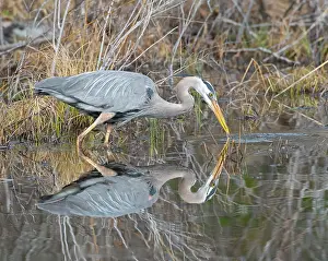 Typical Heron Prints: Great blue heron (Ardea herodias) fishing in a small pond