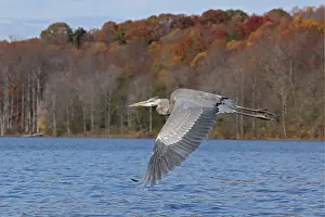 Typical Heron Prints: Great blue heron (Ardea herodias) in flight over lake in autumn, Maryland, USA. November